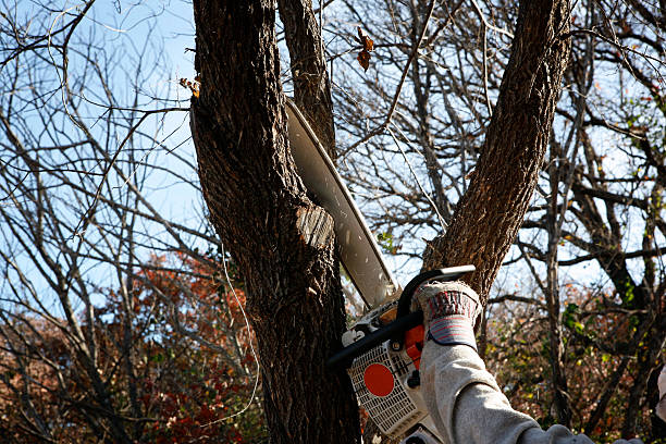 How Our Tree Care Process Works  in  Botkins, OH