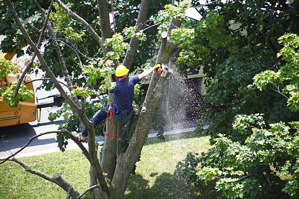 Trusted Botkins, OH Tree Care Experts